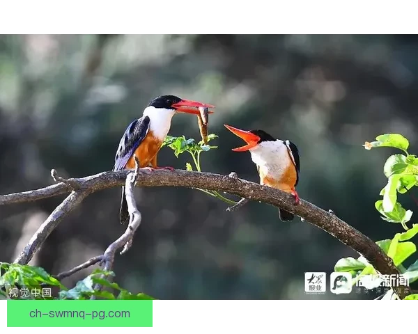 跳水赛场：优美飞翔，勇攀高峰